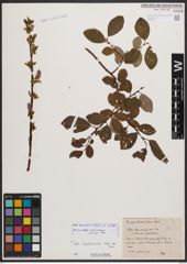 Salix bicolor Ehrh. ex Willd.